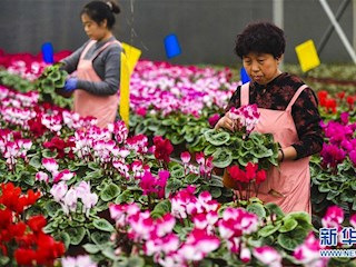 河北霸州：40万盆鲜花扮靓京津两节市场