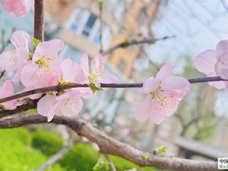 花开廊坊丨河北廊坊霸州：桃花朵朵惹人爱