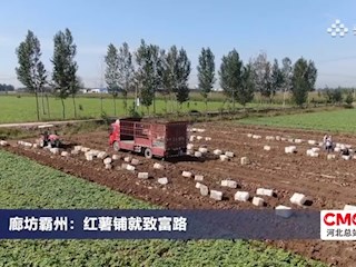 廊坊霸州：红薯铺就致富路