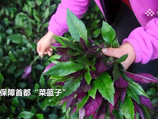 廊坊霸州：发展特菜种植 丰富北京市民“菜篮子”