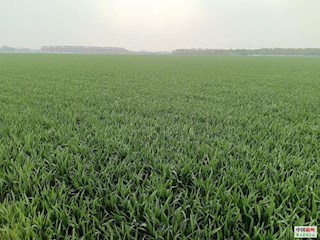 河北霸州：小麦管护保丰收