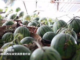 河北霸州：“订单”西瓜为乡村振兴添活力