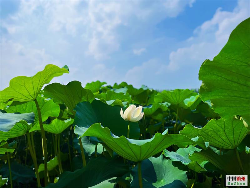 河北廊坊霸州：百亩藕塘荷花开 映衬乡村美如画